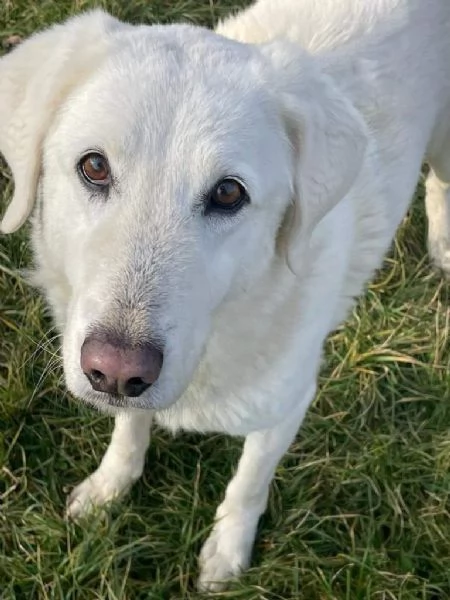 artic: splendido incrocio maremmano da adottare | Foto 0