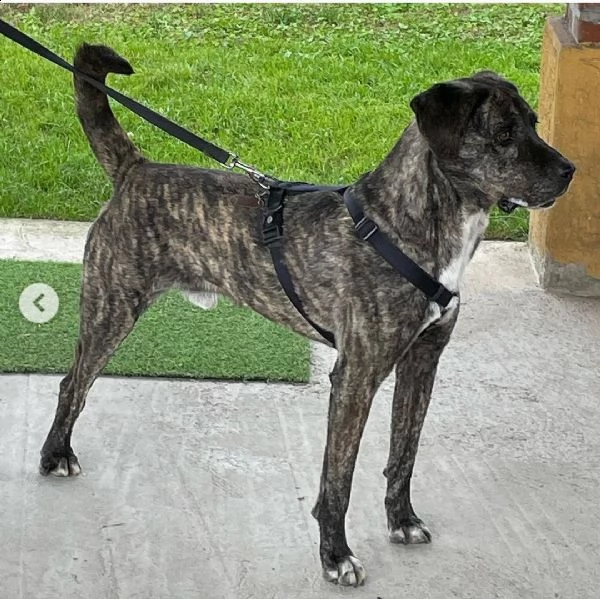 buddy: splendido incrocio cane corso cerca famiglia  | Foto 0