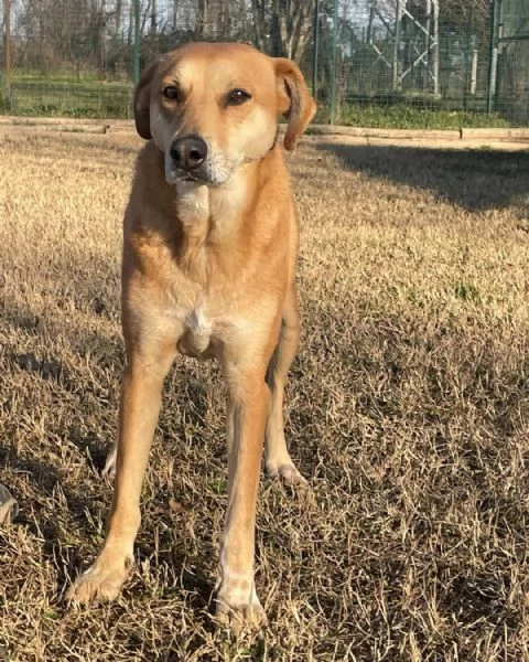 karina: cagnolina meticcia da adottare !!