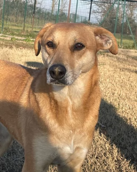 karina: cagnolina meticcia da adottare !! | Foto 4