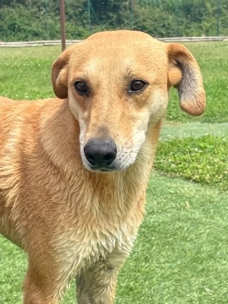 karina: cagnolina meticcia da adottare !! | Foto 3