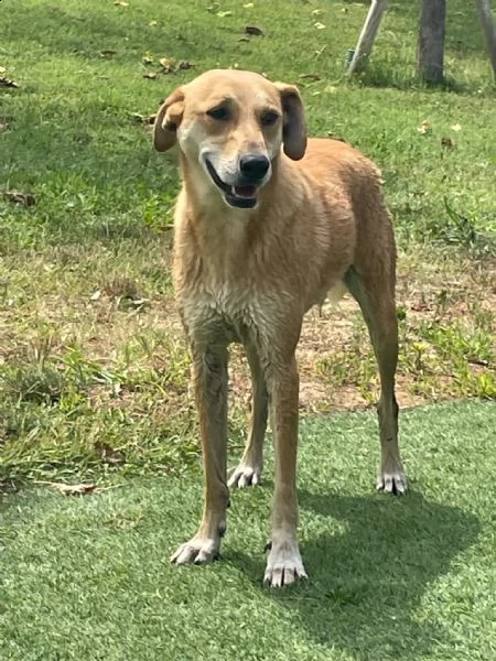 karina: cagnolina meticcia da adottare !! | Foto 2