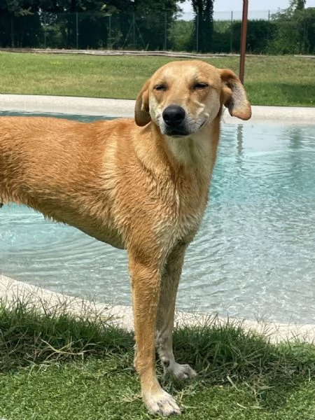 karina: cagnolina meticcia da adottare !! | Foto 1