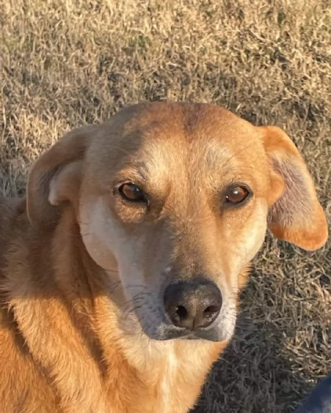 karina: cagnolina meticcia da adottare !! | Foto 0