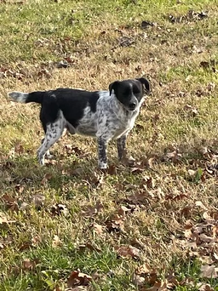 linus: bellissimo meticcio da adottare !!! | Foto 4