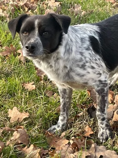 linus: bellissimo meticcio da adottare !!!