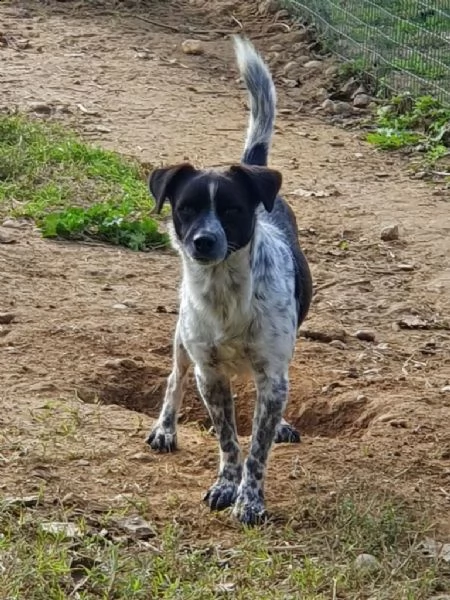 linus: bellissimo meticcio da adottare !!! | Foto 3