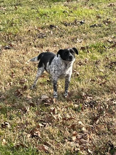 linus: bellissimo meticcio da adottare !!! | Foto 2