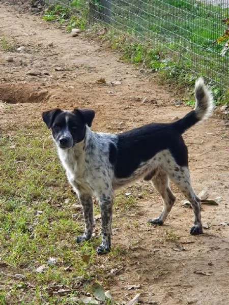 linus: bellissimo meticcio da adottare !!! | Foto 1