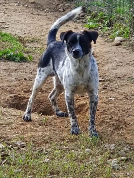 linus: bellissimo meticcio da adottare !!! | Foto 0