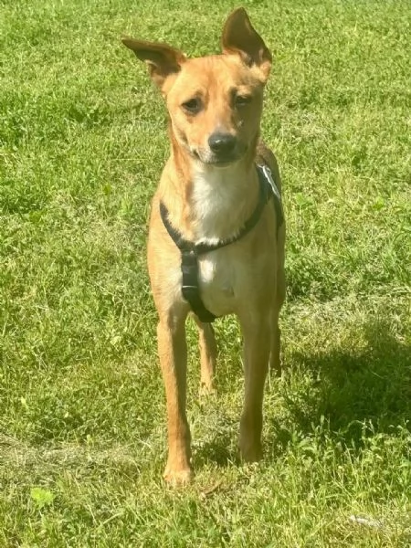 Max cerca casa | Foto 0