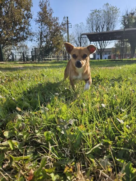 Ciri cerca casa  | Foto 1