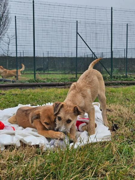 Agata e Nestor  | Foto 4