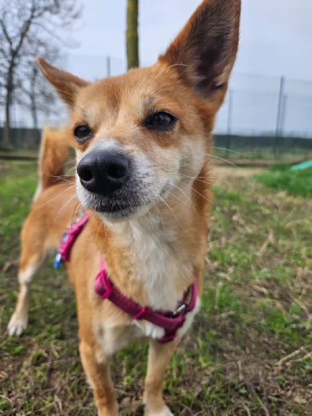 Bice cerca casa | Foto 1