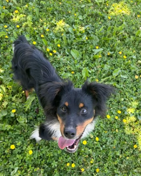 Jimbe  | Foto 1
