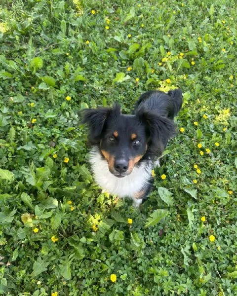Jimbe  | Foto 0