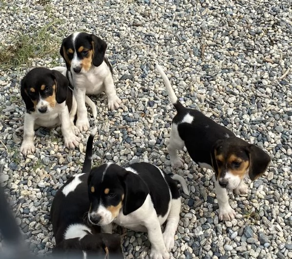 beagle cucciolotti | Foto 2