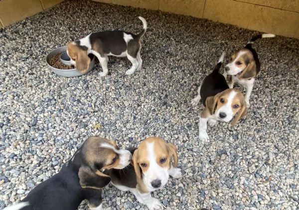 beagle cucciolotti | Foto 1