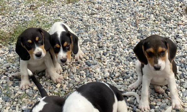 beagle cucciolotti | Foto 0
