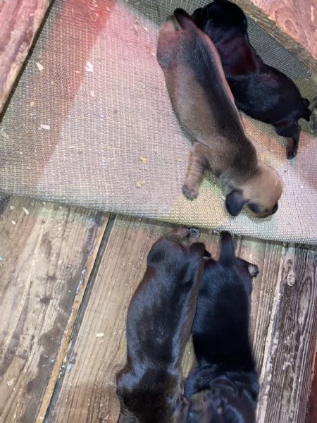 Bassotto tedesco cuccioli | Foto 4