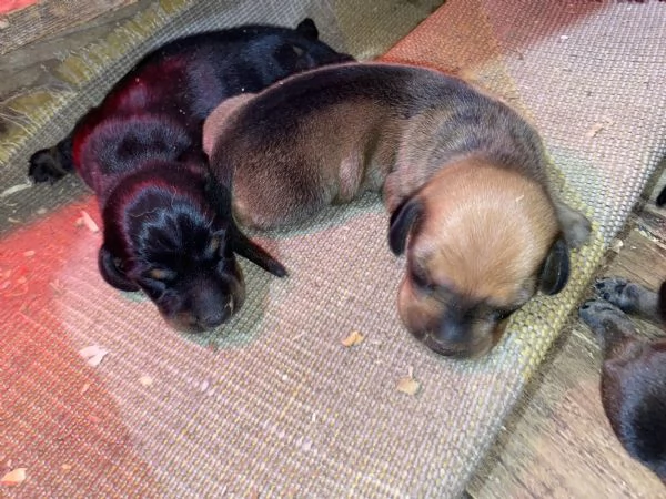 Bassotto tedesco cuccioli | Foto 3