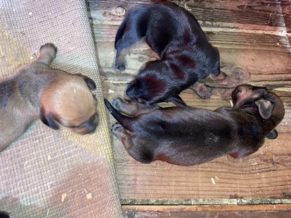 Bassotto tedesco cuccioli | Foto 1