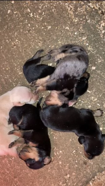 Bassotto tedesco cuccioli | Foto 0