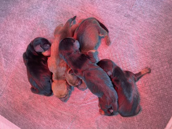 Bassotto tedesco | Foto 2