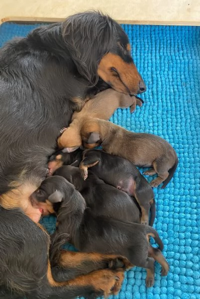 Bassotto tedesco | Foto 1