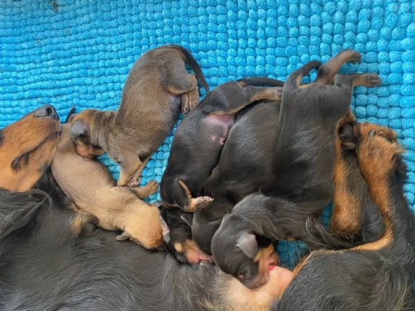 Bassotto tedesco | Foto 0