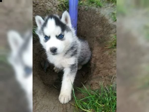 cuccioli di siberian husky con pedigree enci | Foto 1