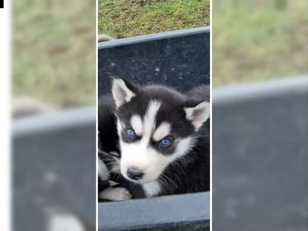 cuccioli di siberian husky con pedigree enci | Foto 0