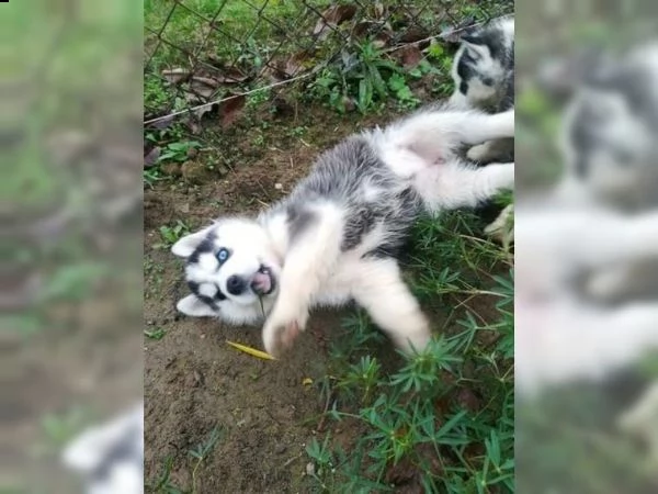 cuccioli di siberian husky con pedigree enci