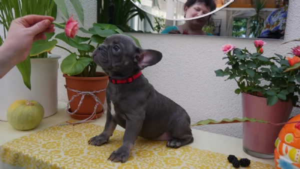 cuccioli di bulldog francese | Foto 2