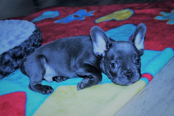 cuccioli di bulldog francese