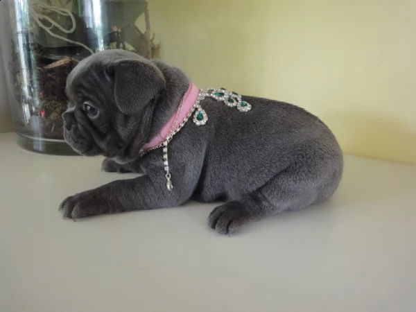 cuccioli di bulldog francesi sull'adozione | Foto 1