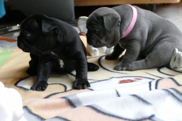 cuccioli di bulldog francesi sull'adozione