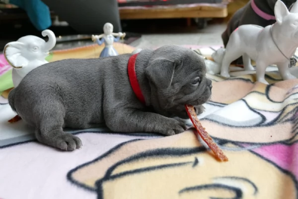 cuccioli di bulldog francesi sull'adozione | Foto 0