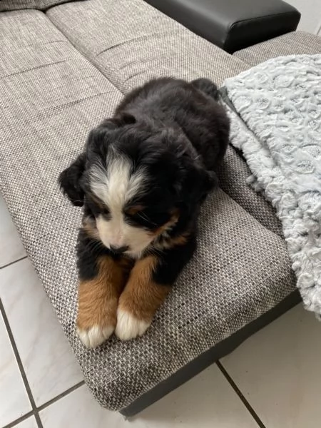 splendidi cuccioli di bovaro del bernese