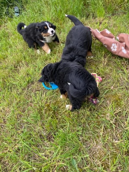 splendidi cuccioli di bovaro del bernese | Foto 4