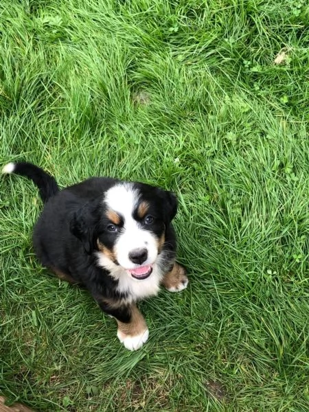 splendidi cuccioli di bovaro del bernese | Foto 3