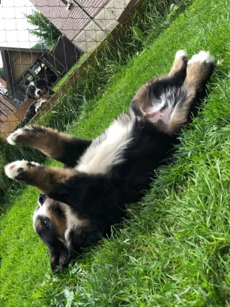 splendidi cuccioli di bovaro del bernese | Foto 2