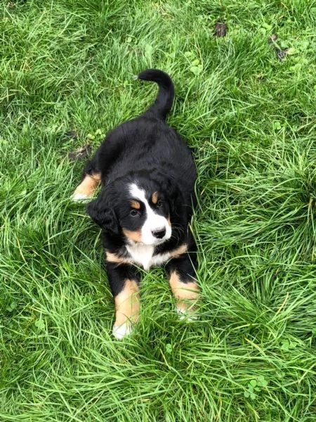splendidi cuccioli di bovaro del bernese | Foto 1