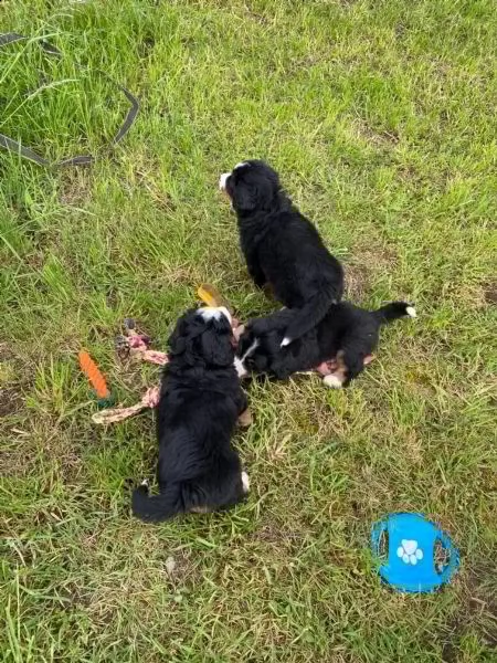 splendidi cuccioli di bovaro del bernese | Foto 0