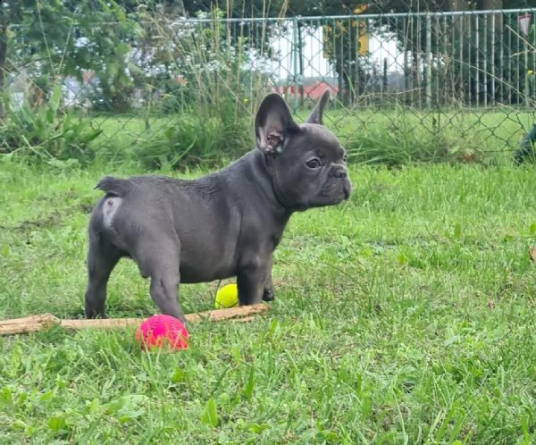 bouledogue francese cuccioli con pedigree enci | Foto 3