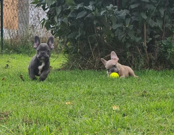bouledogue francese cuccioli con pedigree enci | Foto 2