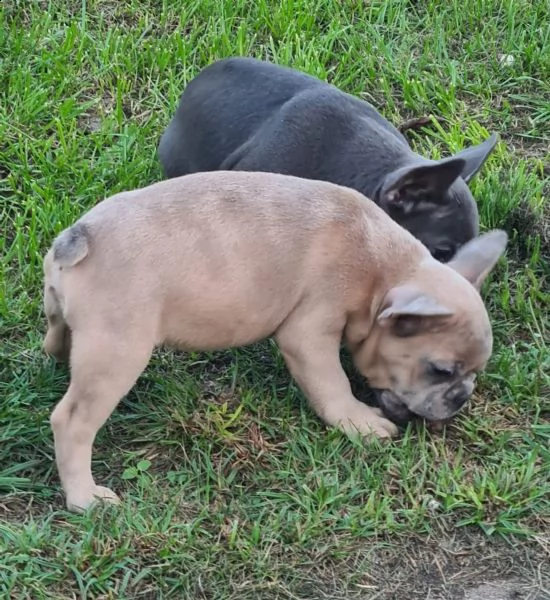 bouledogue francese cuccioli con pedigree enci | Foto 0