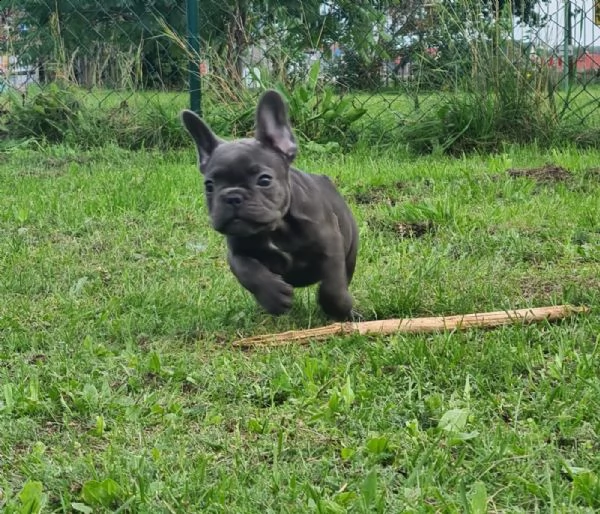 bouledogue francese cuccioli con pedigree enci