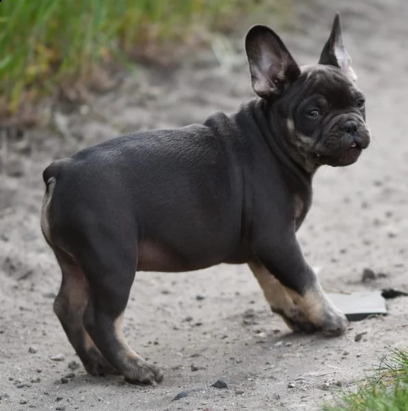 cucciolo bouledogue francese blu merle | Foto 1