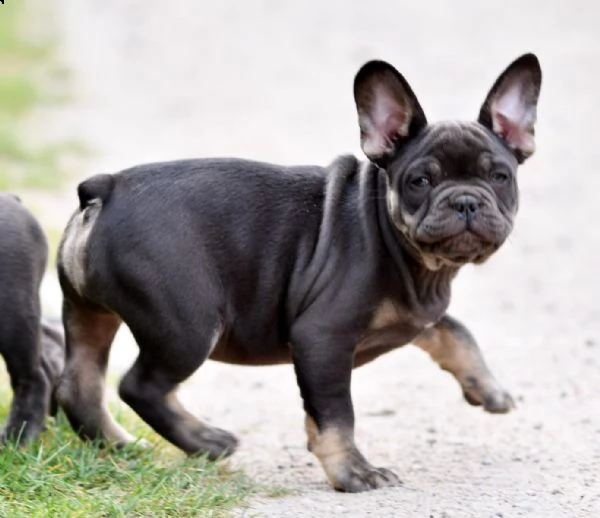 cucciolo bouledogue francese blu merle | Foto 0